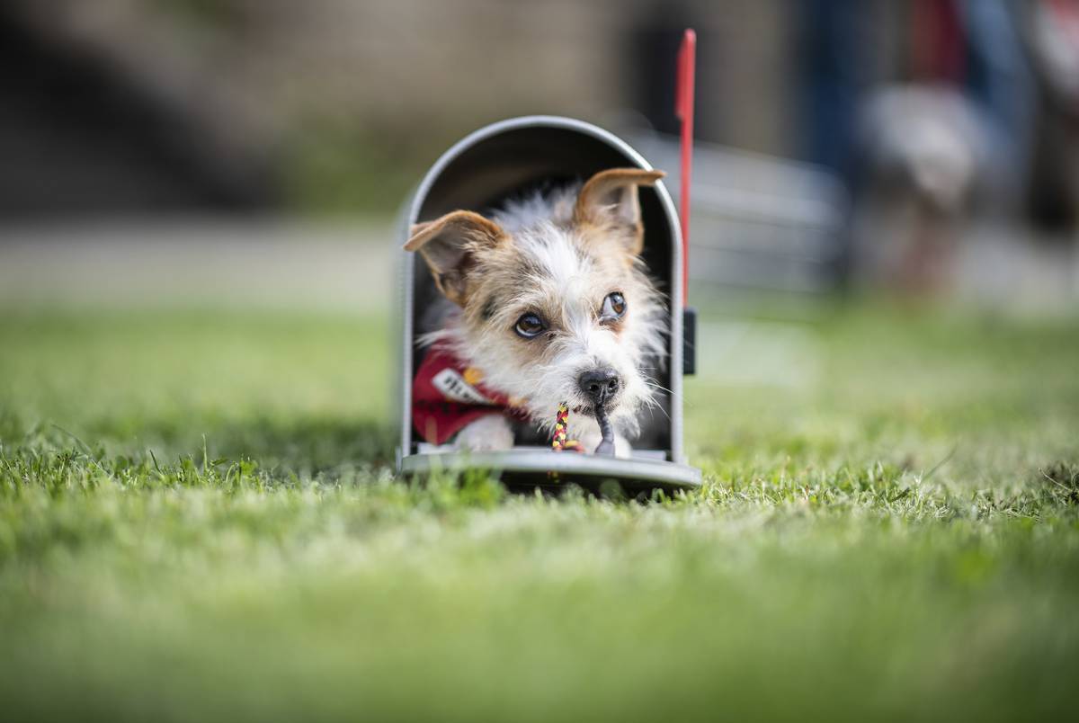 Diana Clement Getting Pet Insurance Nz Herald