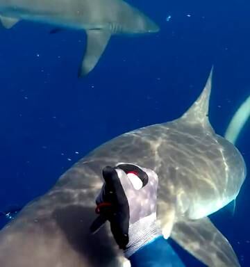 Nat Davey Describes The Terrifying Moment Two Sharks Attacked Him