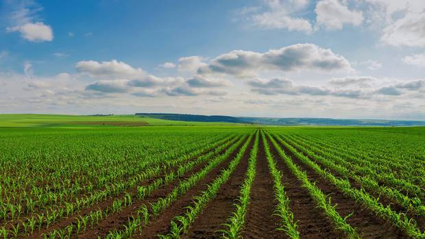 Whangārei District Council has agreed to appeal the Northland Regional Council's controversial canning its stance on genetically modified organisms. Photo / Getty Images