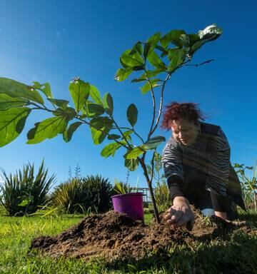 World S Rarest Tree Comes Home To The Far North Nz Herald