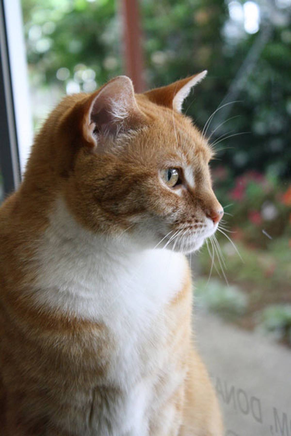 Overwhelmed SPCA offers pets for half-price - NZ Herald