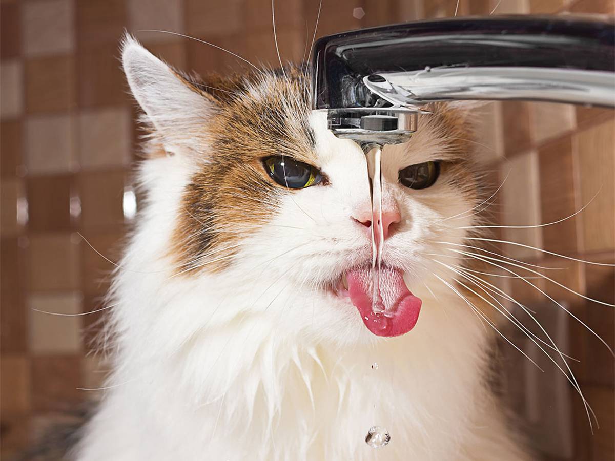 Why Cats Should Not Drink Milk Nz Herald