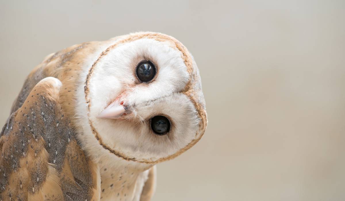 Illegal Trade Threatens Owls As Fans Copy Harry Potter Nz Herald