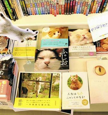 Nekonomics In Japan For The Love Of Cats Nz Herald