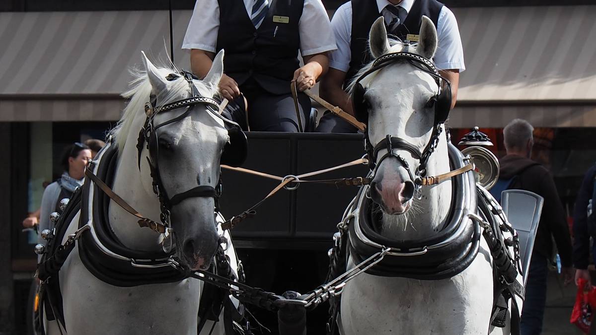 انهار حصان أثناء نقل السياح في درجة حرارة 40 درجة مئوية في بالما ، مايوركا