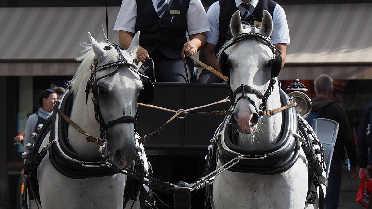 Caballo se desmaya mientras tira de turistas en Palma, Mallorca, bajo un calor de 40°C