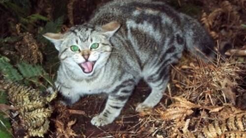 Feral And Stray Cat Control A Complex Issue Nz Herald