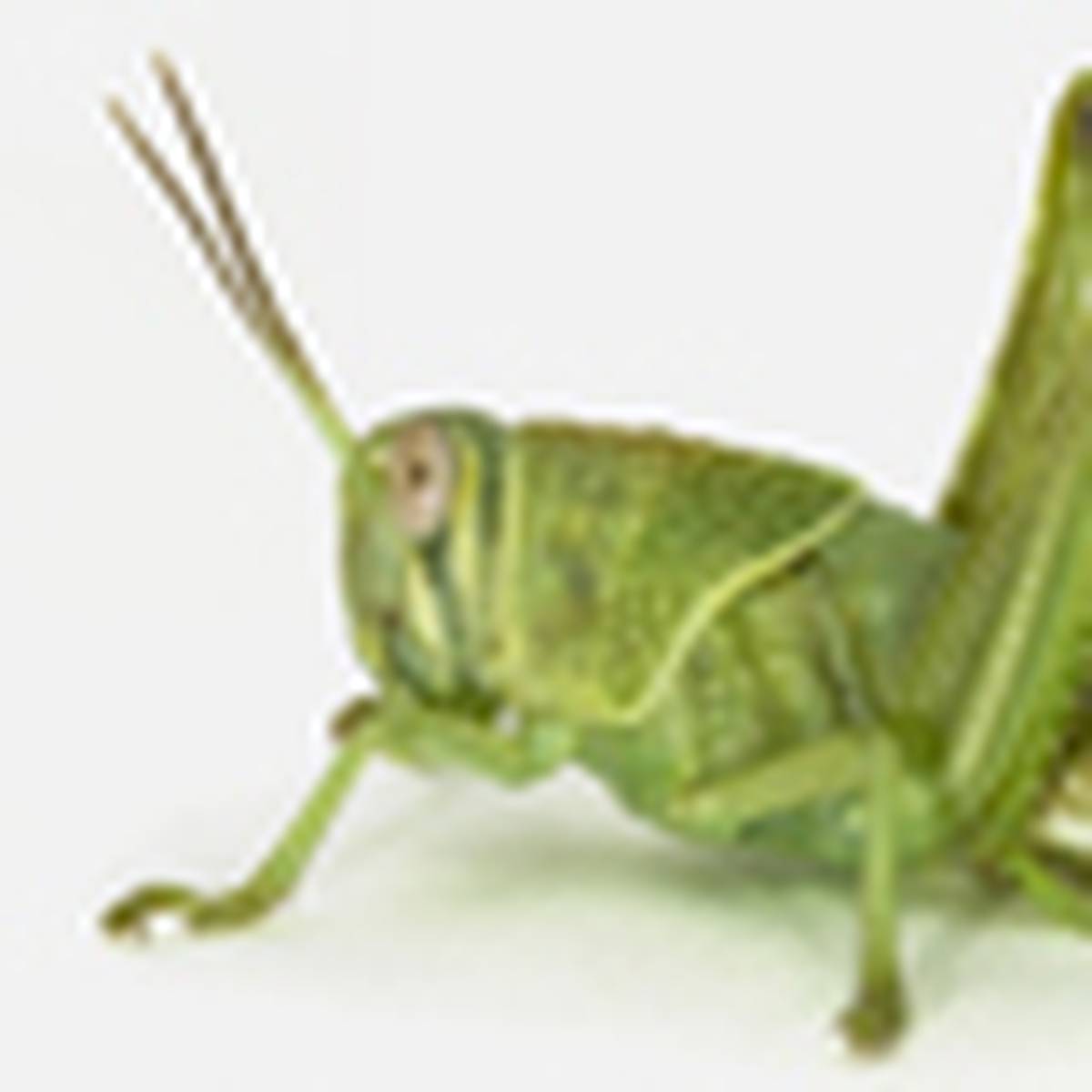 Revealed Why Locusts Swarm Nz Herald