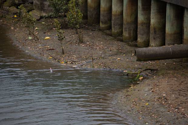 Wastewater overflows across the city have seen dozens of high risk alerts issued for city beaches. Photo / Sylvie Whinray