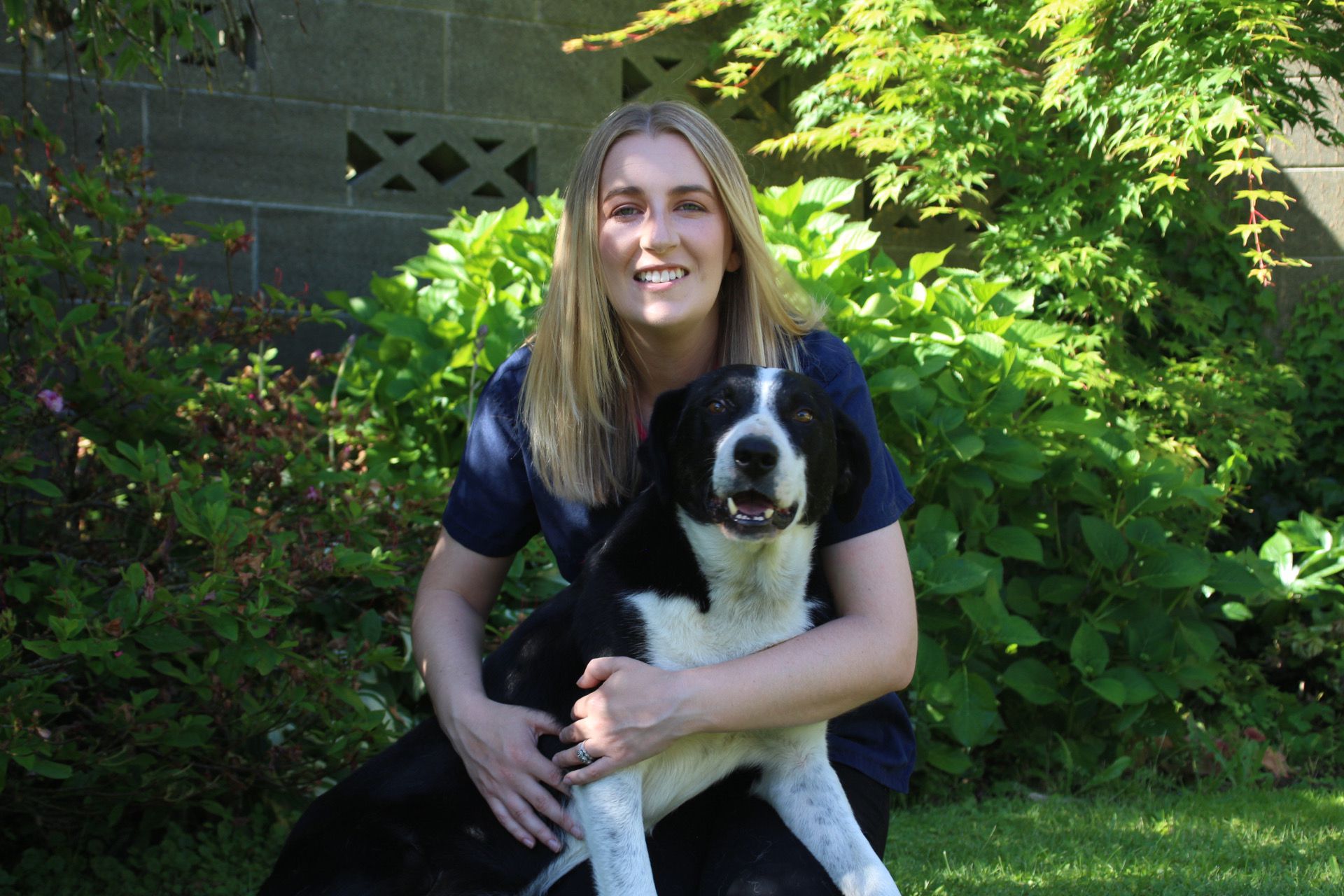 How Much Does It Cost To Put A Dog Down At The Vet Nz