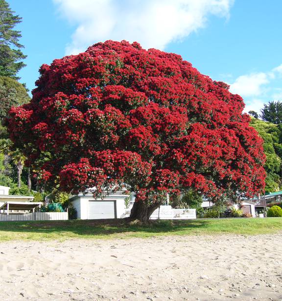 Pohutukawa a sign of summer - Whanganui Chronicle News - NZ Herald