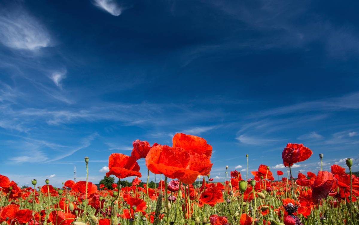 Anzac Day A Tour To The Western Front Is A Journey Of Memory And Reflection Nz Herald
