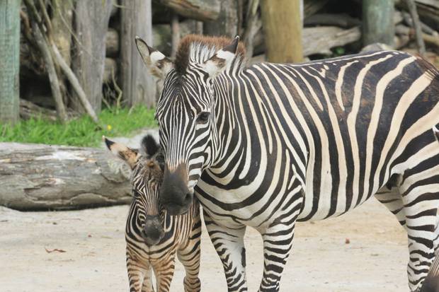 The Cute Curious And Cuddly Babies Born At Our Zoos This Year