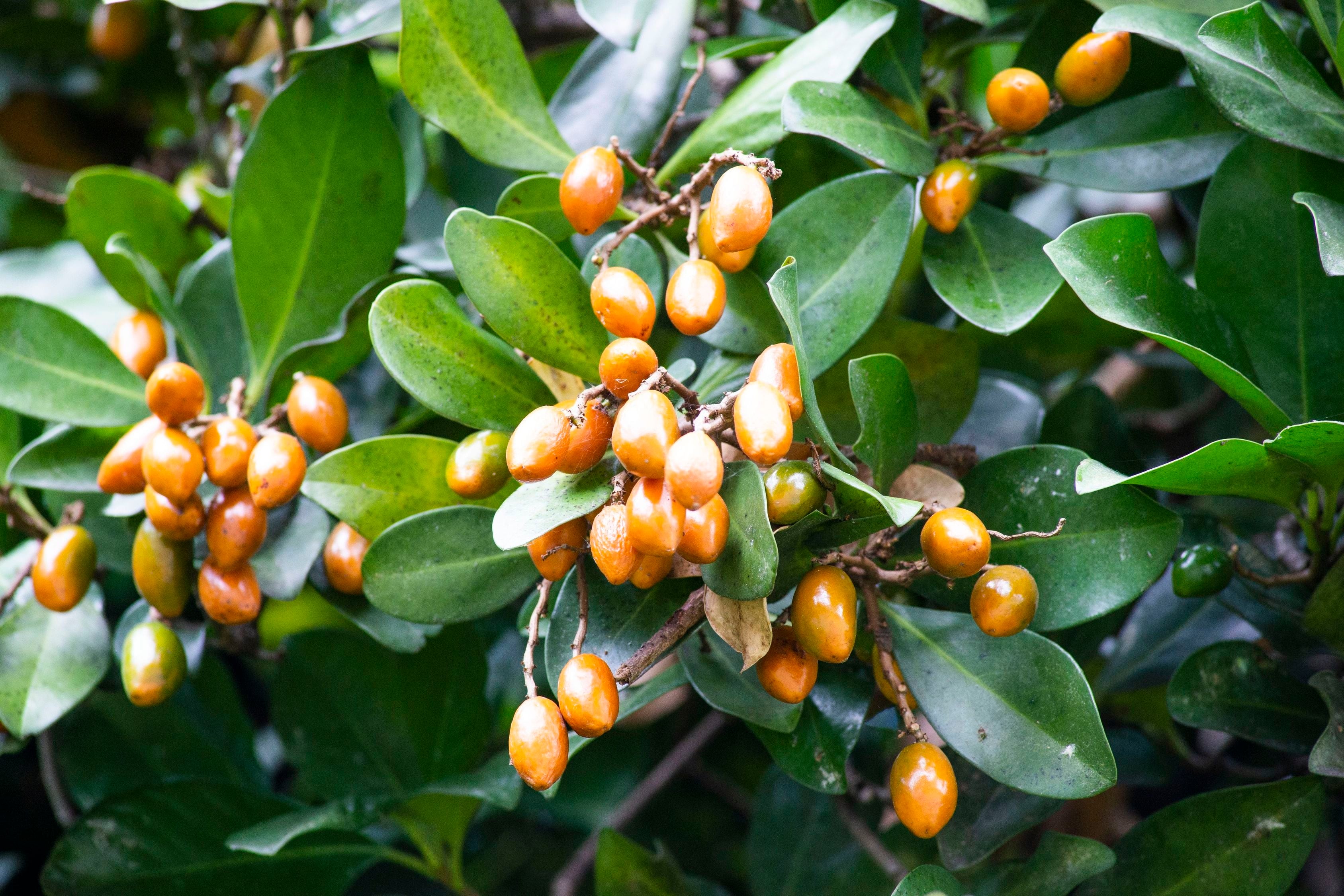 Dogs at risk from karaka berries, NZ vet association warns