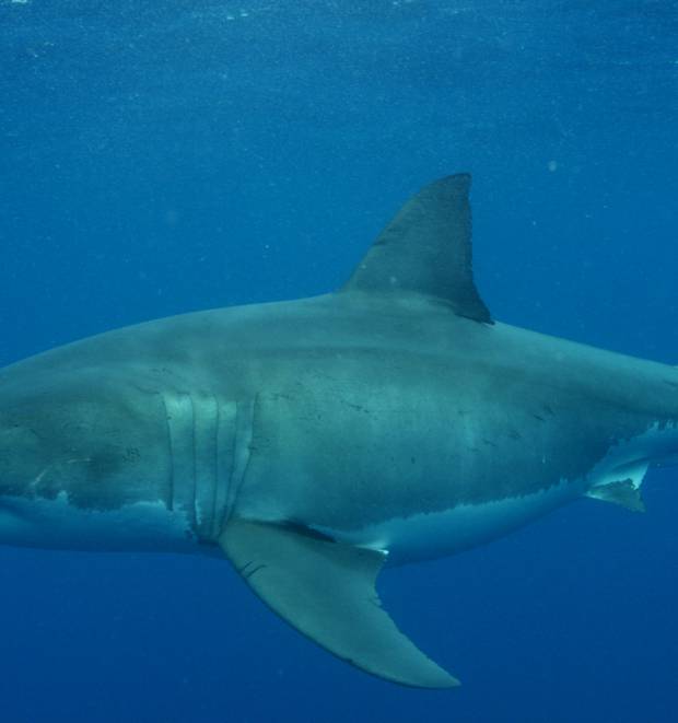 Hunt for great white mega shark in New Zealand waters - NZ Herald