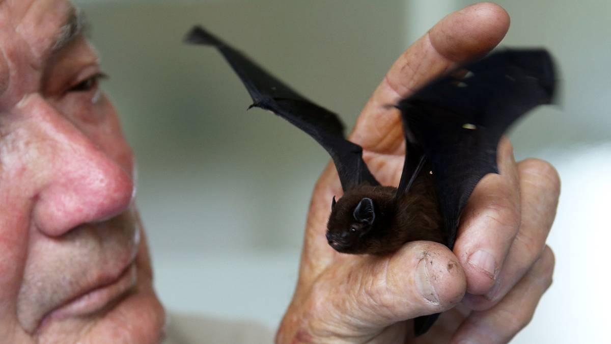 Long tailed bat Where to see New Zealand's controversial bird of the