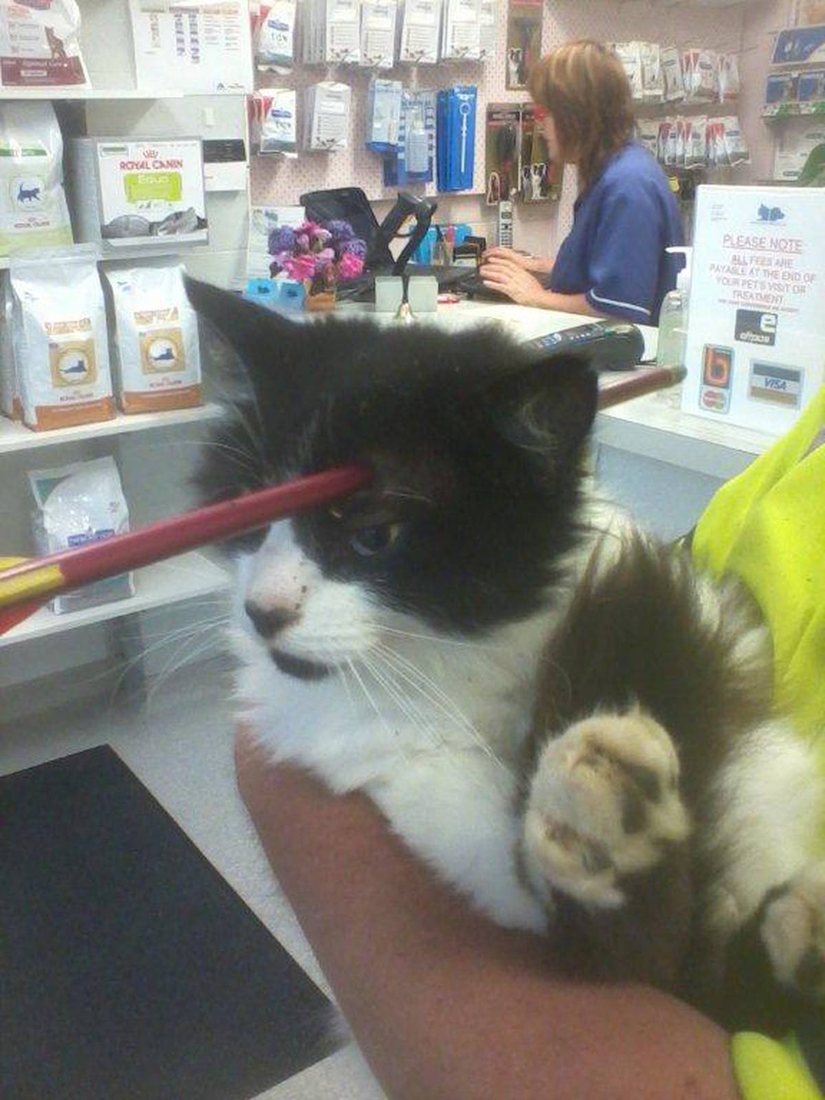 Teen Who Shot Cat With Crossbow Would Suffer Extreme Hardship If