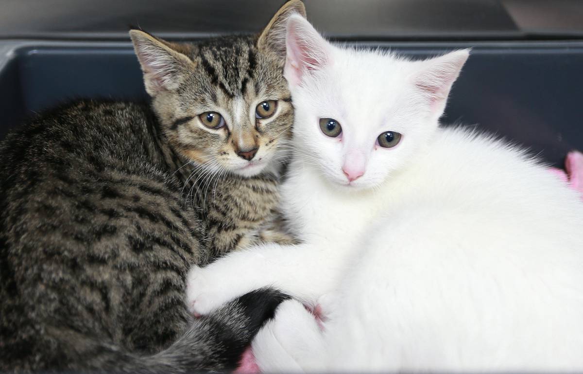 The Kiwis Who Dedicate Their Lives To Helping Animals Nz Herald