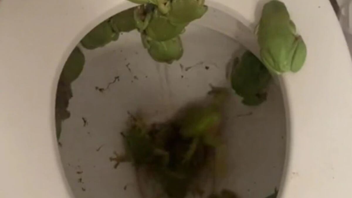 TikTok zielonych żab w odległej toalecie Australii dzieli Internet