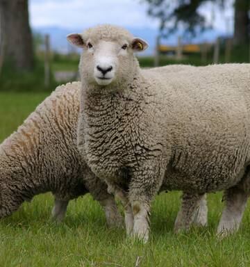 Listen Ross Hyland On The Search For The Perfect Sheep Nz - 