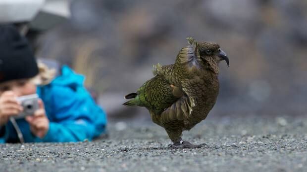 DoC is considering a campaign to discourage people from feeding kea and prevent kea from learning to scrounge. Photo / Forest and Bird