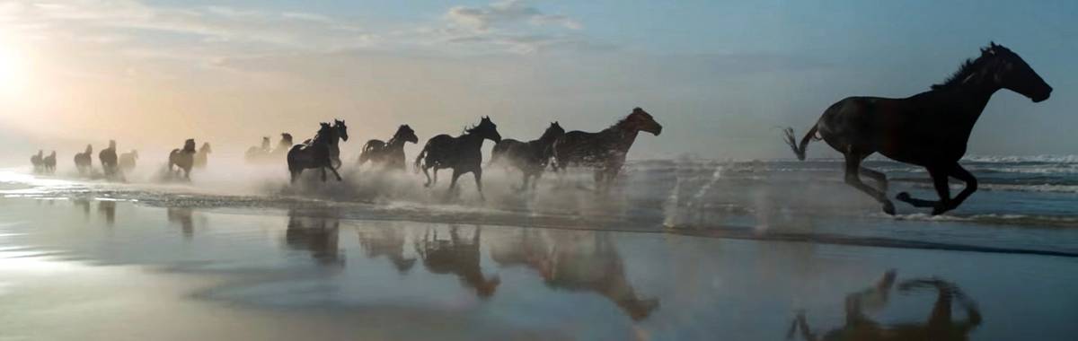 Nz Horses Dyed For British Advert Nz Herald