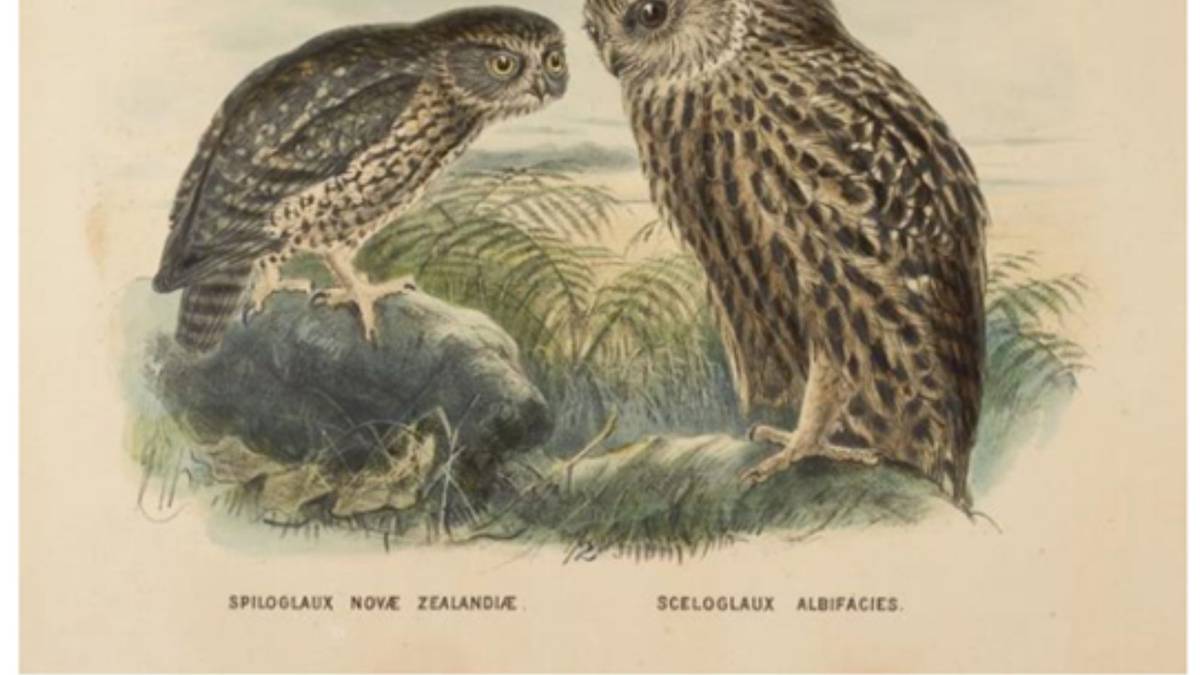 Our Treasures: Kiwi North exhibition showcases beautiful bird prints