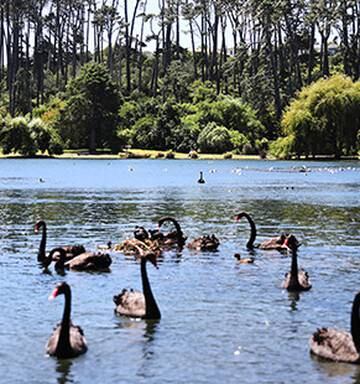 Feeding Issue Can T Be Ducked Nz Herald