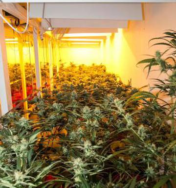 Police Uncover More Than 800 Cannabis Plants In Temuka Drug Bust