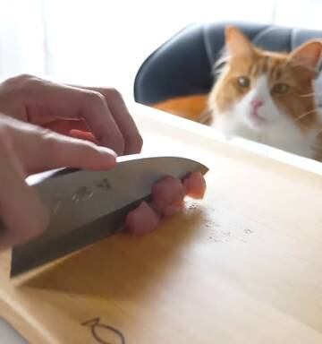 How To Make A Youtube Hit Mix Food And Cats Nz Herald