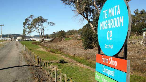 Te Mata Mushroom company has had more than 300 complaints made to the Hawke's Bay Regional Council since the beginning of last year. Photo / Warren Buckland