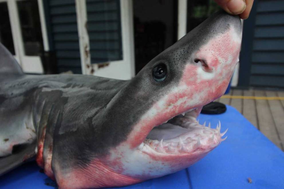 Baby great white shark a rare find on Ninety Mile Beach - NZ Herald
