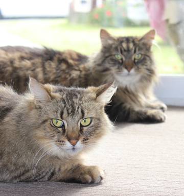 The Surprising Tale Of Two Cats Nz Herald
