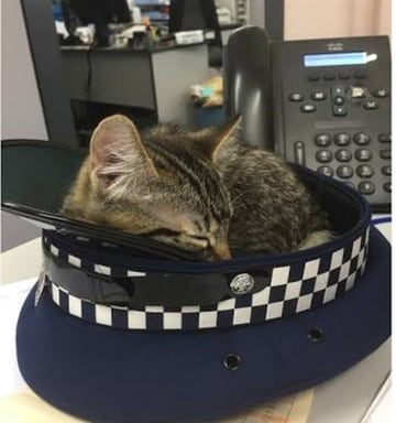 Rip Snickers The Police Cat Nz Herald