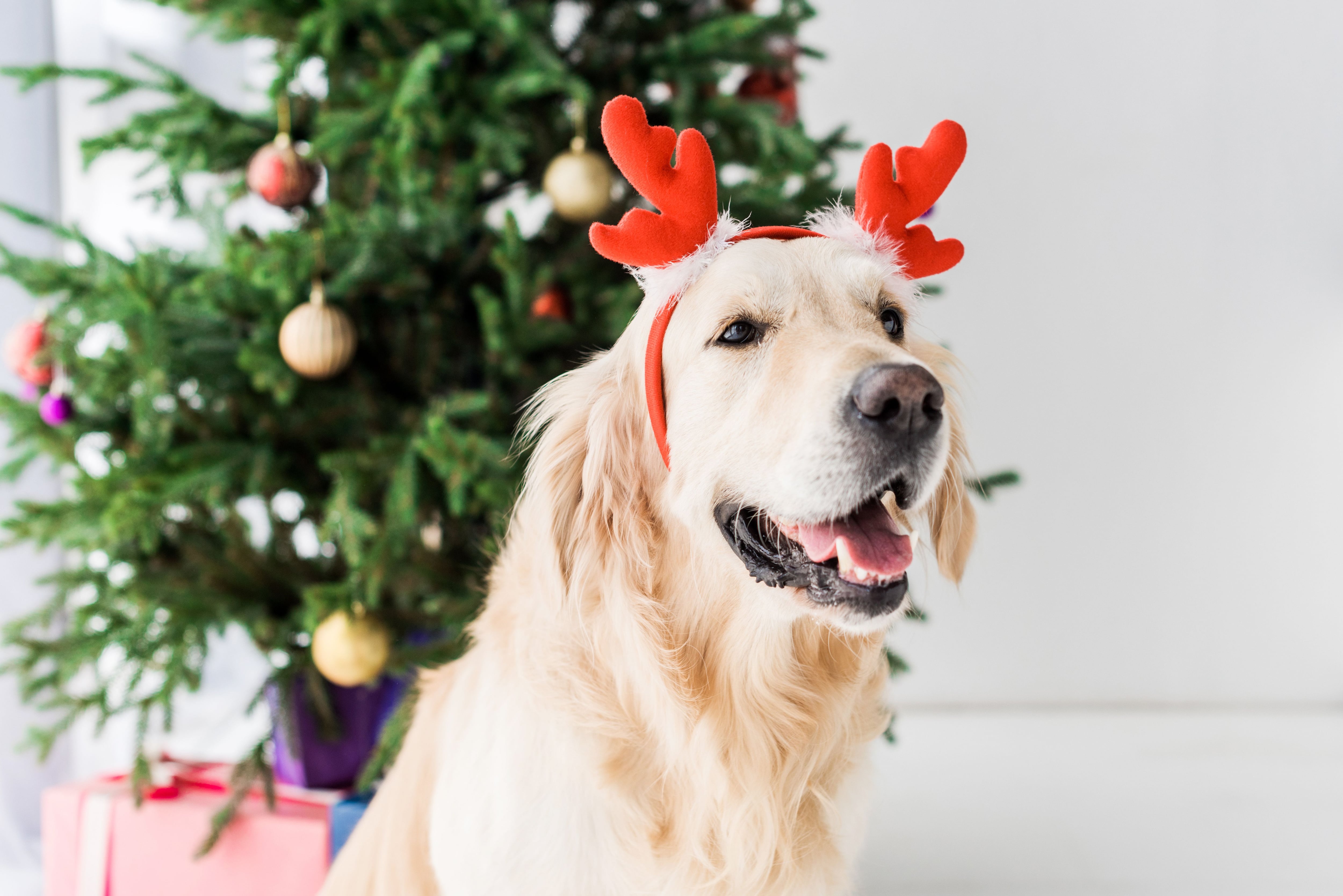 SunLive – Famous folk inspiring pet names in Tauranga