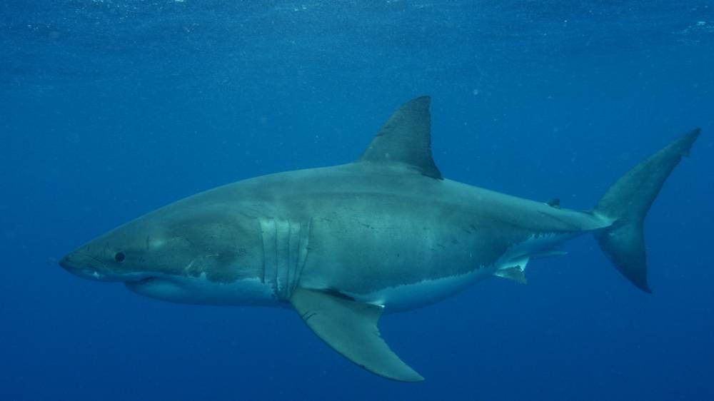 Hunt for great white mega shark in New Zealand waters NZ Herald