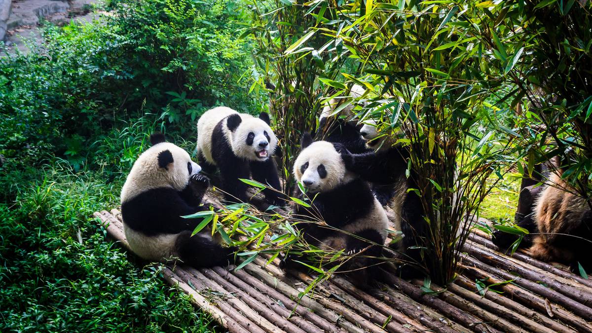 Turista sancionado de por vida por burlarse de un panda con un palo de selfie en China