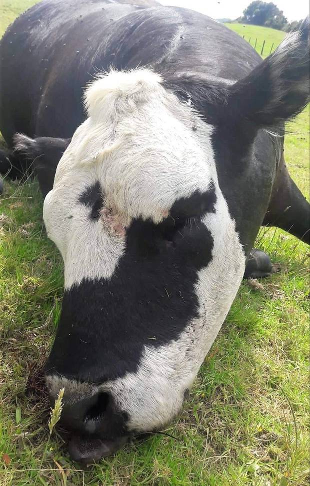 A five-year-old cow killed by cattle rustlers at a Pouto Peninsula farm. Photo/ Supplied