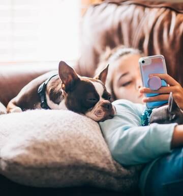 Covid 19 Coronavirus How To Cure Your Dog S Cabin Fever Nz Herald