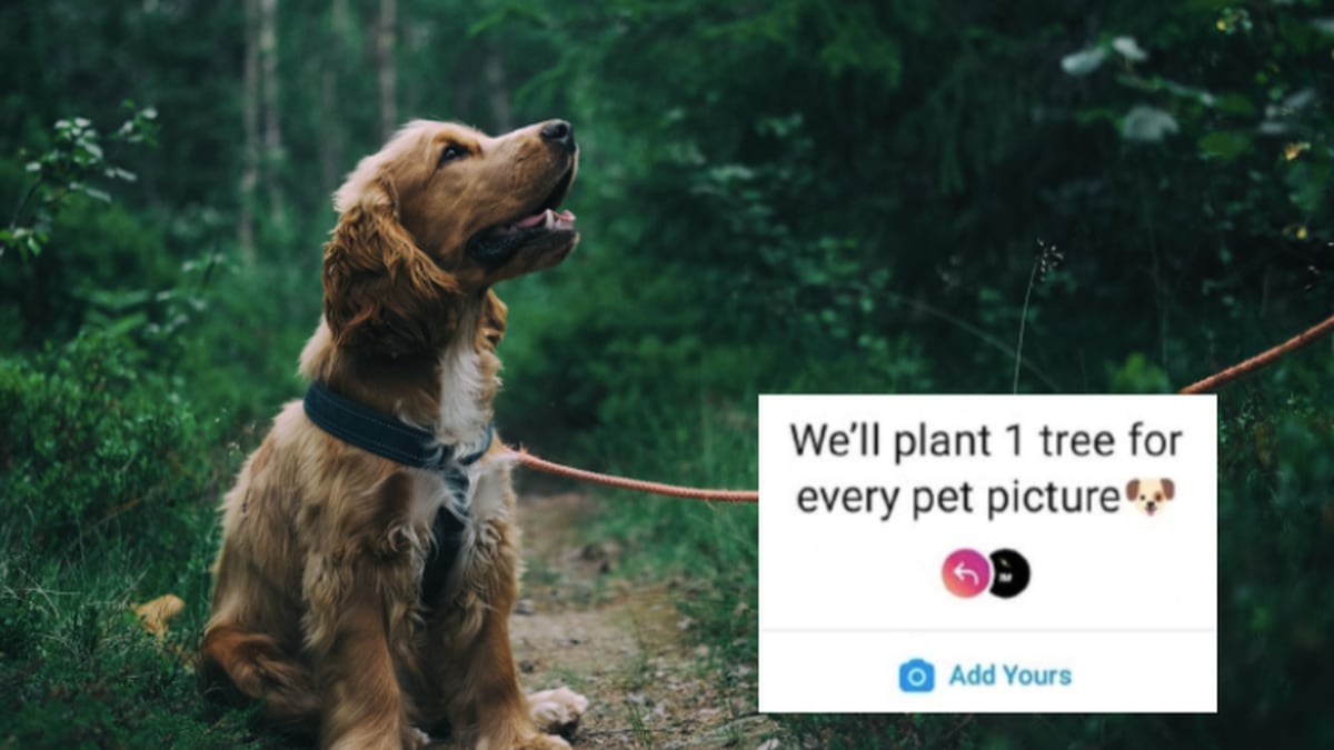 Photo of Le slogan « Nous planterons un arbre par autocollant photo pour animaux de compagnie » est à la mode sur Instagram – de quoi s’agit-il ?
