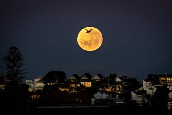 The supermoon pictured over Ponsonby, Auckland. Photo / Michael Craig