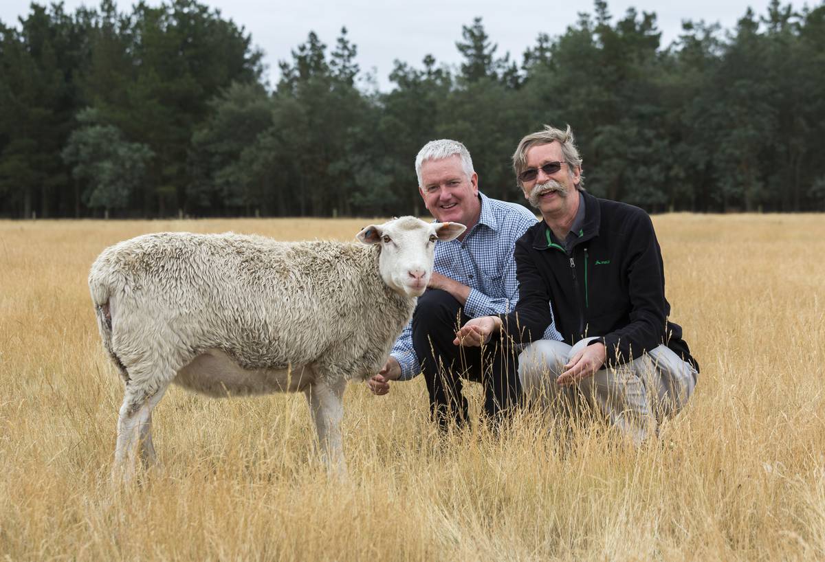Nz S Woolly Mutants Offer Big Breakthroughs Nz Herald