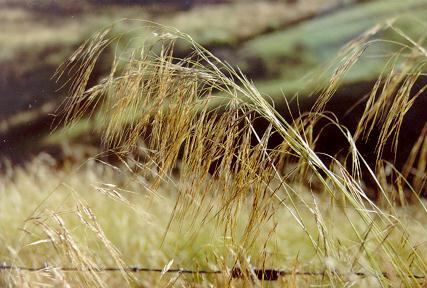 Se insta a los agricultores de Waikato a tomar medidas de bioseguridad más estrictas contra el pasto aguja chileno