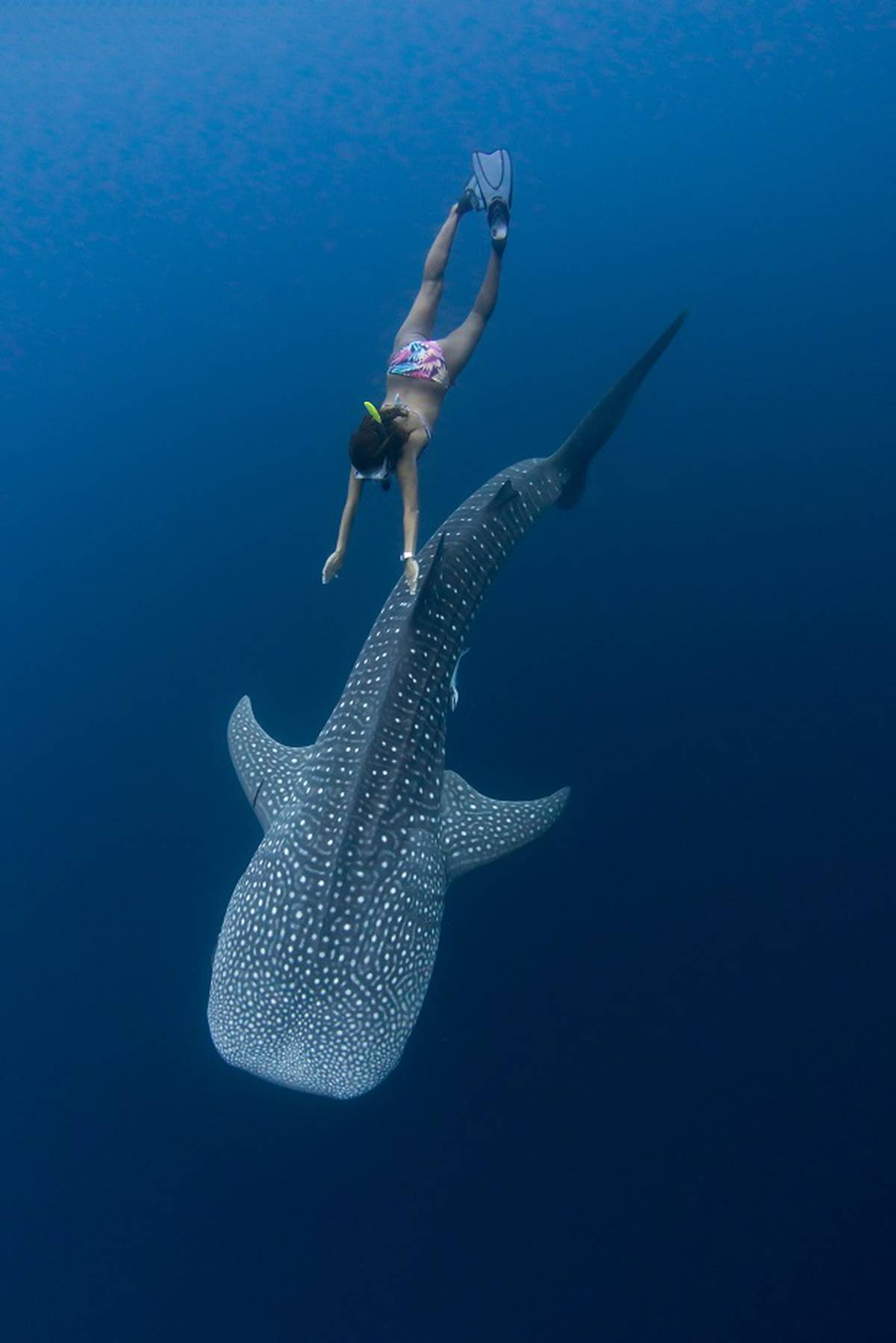 Gentle Giants Of Cebu Swimming With Whale Sharks In The