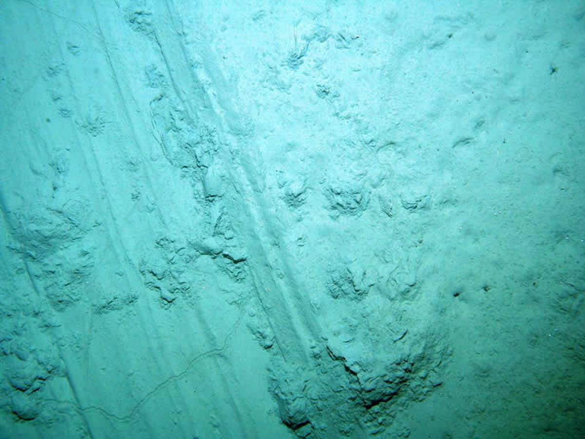 Forces joined in battle against bottom trawling - NZ Herald