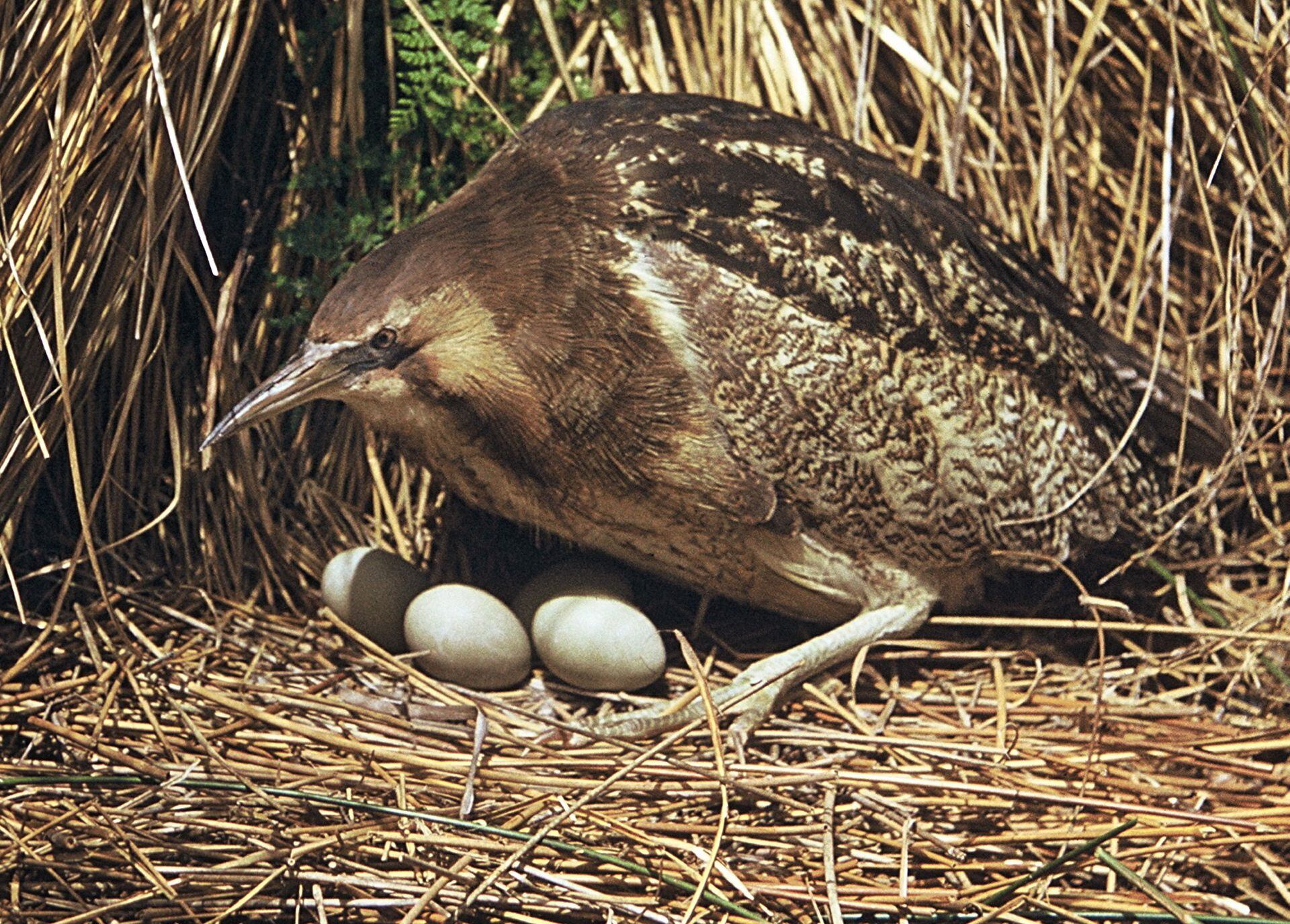 Thermal Imaging Drone Provides New Insights To Breeding Bittern Nz Herald Thermal Imaging Drone Provides New Insights To Breeding Bittern Nz Herald