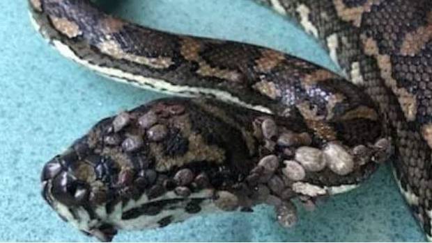 The snake was found in a backyard pool as hundreds of ticks nestled in its skin. Photo / Supplied