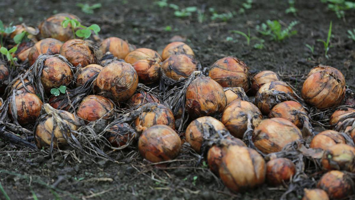 Niewiarygodne ceny: Nowa Zelandia boryka się z poważnym niedoborem cebuli