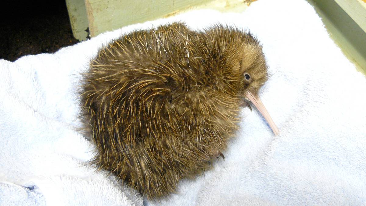 Anak ayam Kiwi terbang sebagai DoC, Air New Zealand menandai dekade relokasi burung langka