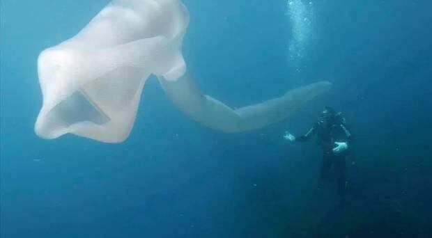 A PAIR of shocked divers found themselves dwarfed by a monster deep-sea worm measuring more than 8 metres long and looking just like a giant windsock. Photo / Caters 